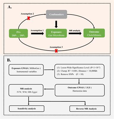 Causal associations between human gut microbiota and cholelithiasis: a mendelian randomization study